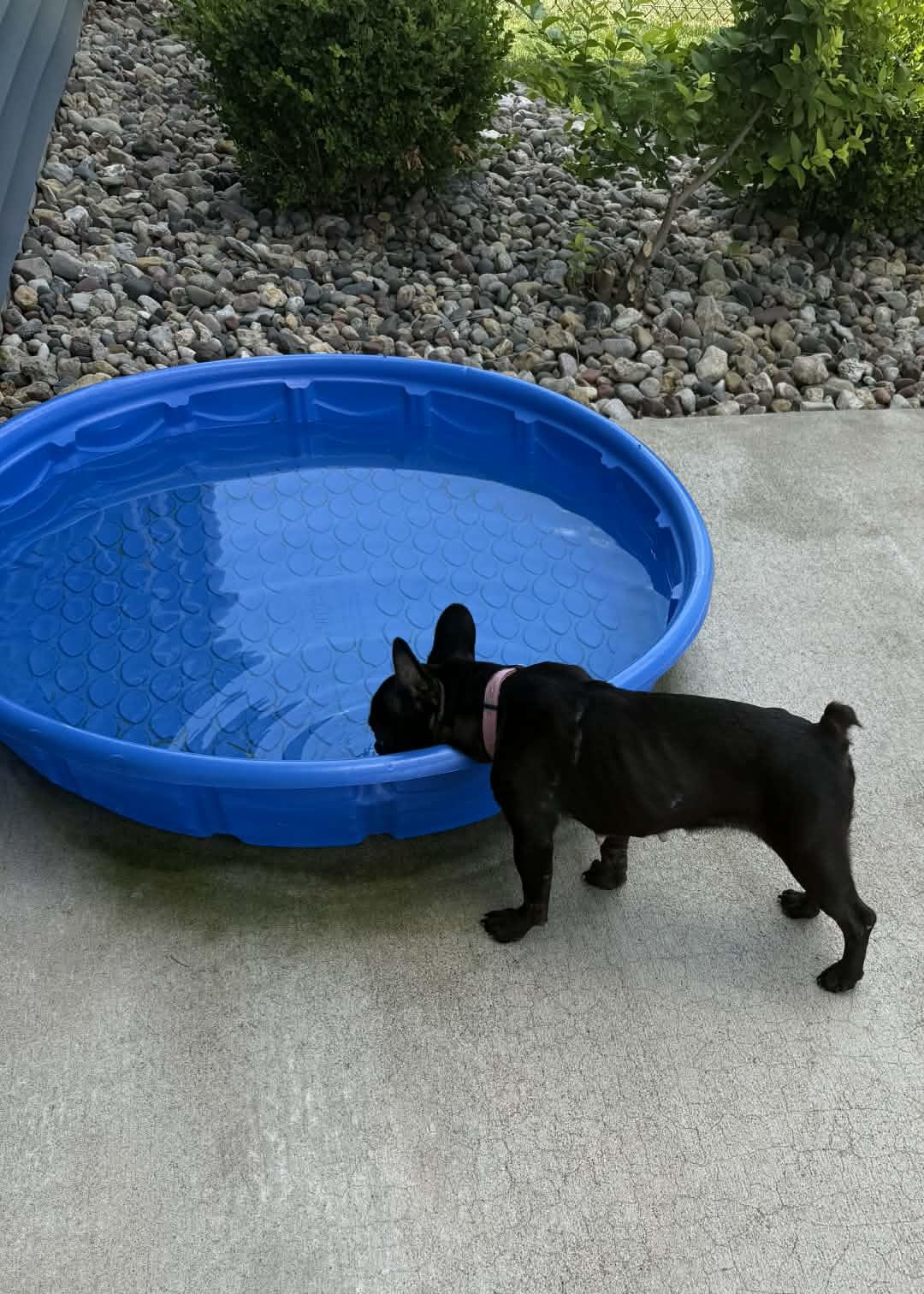 Enlarge Maggie, an adopted French Bulldog in Cedar Rapids, IA image 6/6