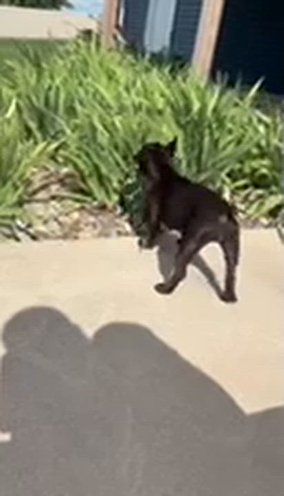 Enlarge Maggie, an adopted French Bulldog in Cedar Rapids, IA video 2/6
