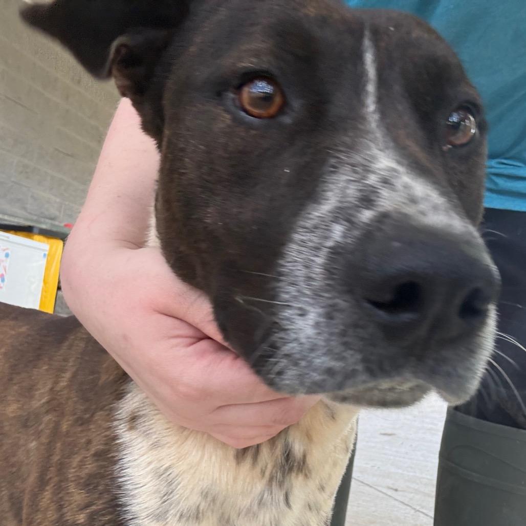 River, a Adoptable mixed breed in Galax, VA image 1/6