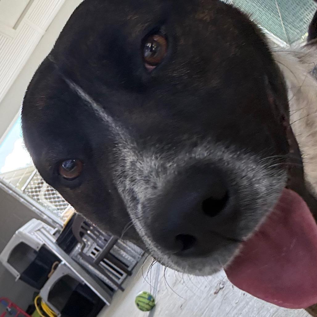 River, a Adoptable mixed breed in Galax, VA image 3/6
