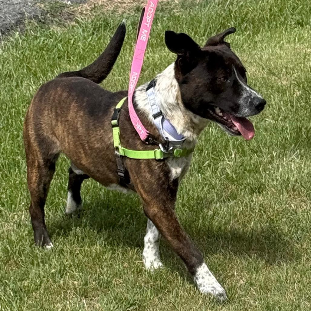 River, a Adoptable mixed breed in Galax, VA image 5/6