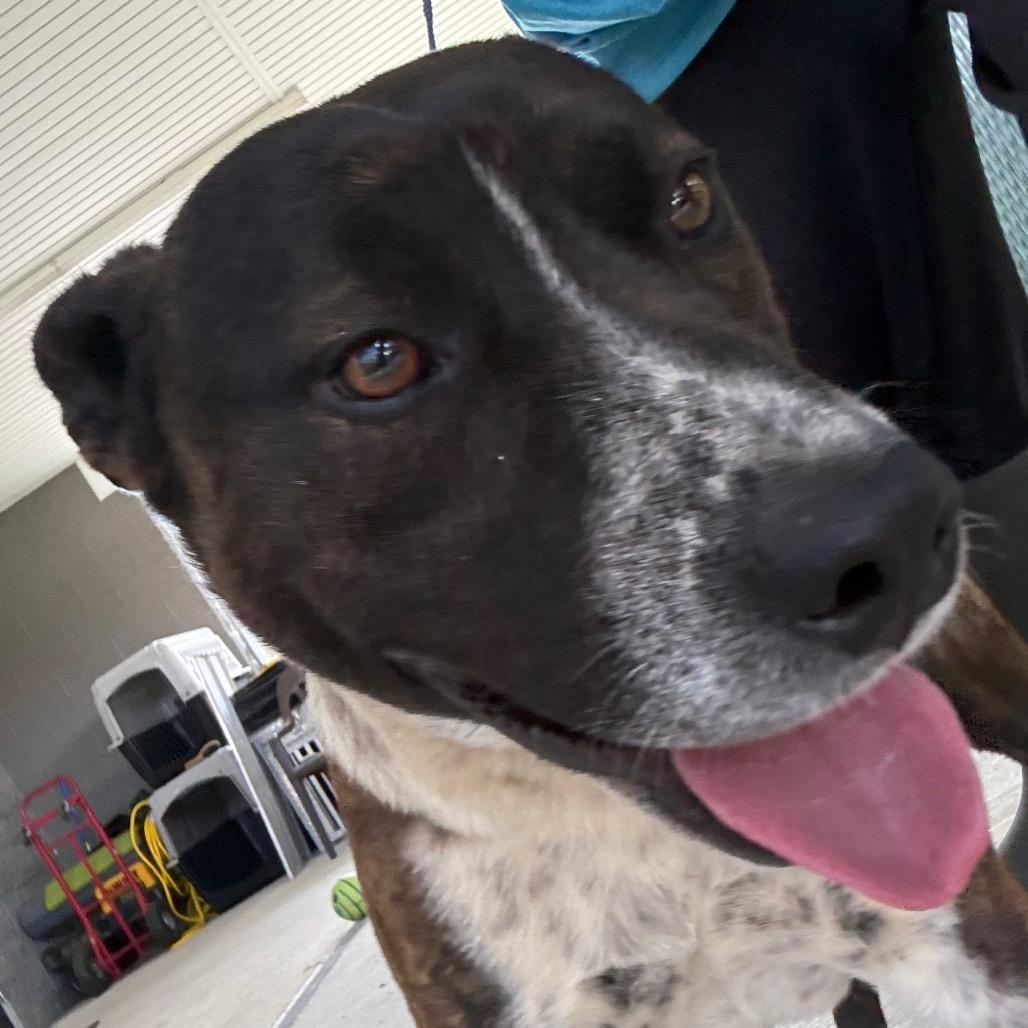 River, a Adoptable mixed breed in Galax, VA image 6/6