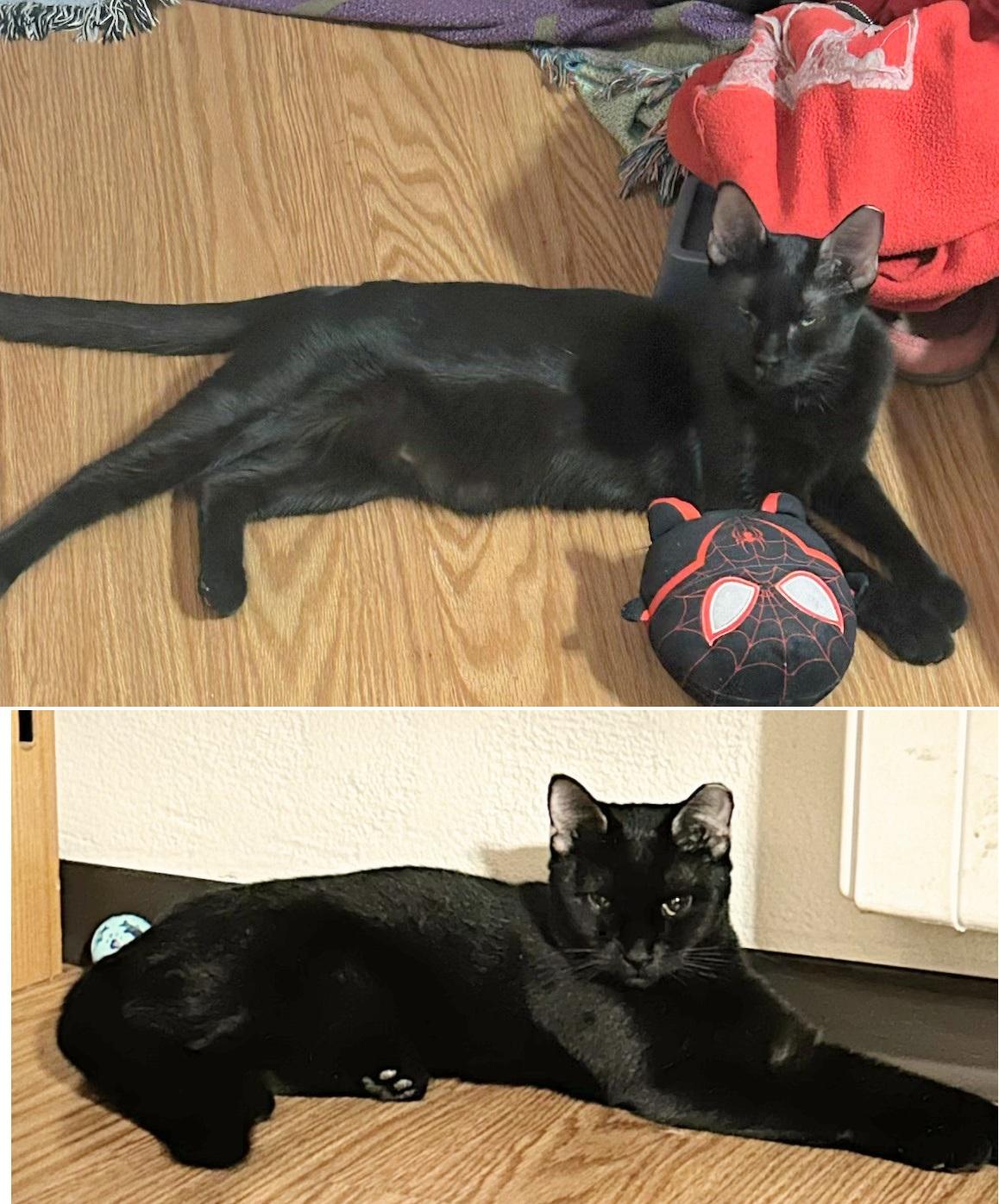 Enlarge Itsy and Bitsy (discounted adoption fee), a Adoptable Domestic Short Hair in Melrose, MA image 1/5