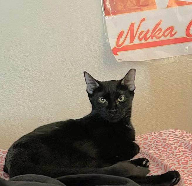 Enlarge Itsy and Bitsy (discounted adoption fee), a Adoptable Domestic Short Hair in Melrose, MA image 3/5