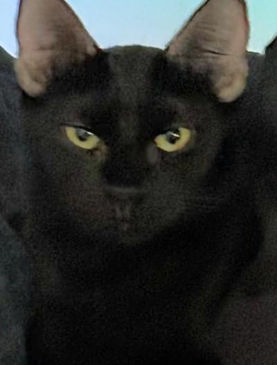Enlarge Itsy and Bitsy (discounted adoption fee), a Adoptable Domestic Short Hair in Melrose, MA image 5/5