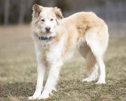 Ryder, an adopted mixed breed in Bedford, IN image 3/4