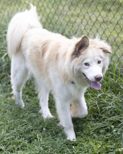 Ryder, an adopted mixed breed in Bedford, IN image 4/4
