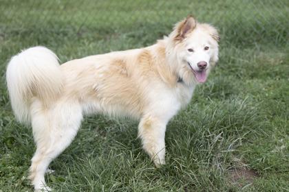 Ryder, Adoptable, Adult Male Siberian Husky & Mixed Breed.