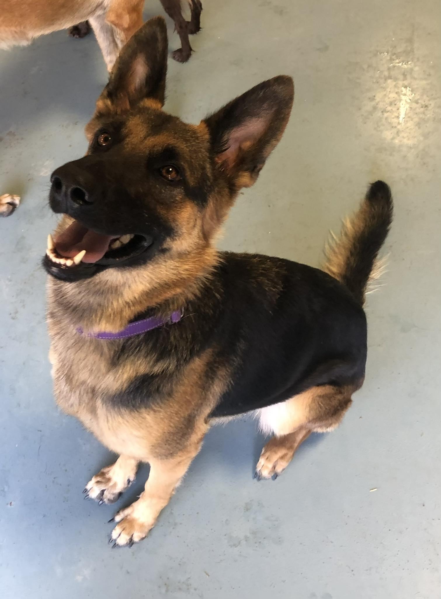 Enlarge Heidi, a Adoptable German Shepherd Dog in Elkhorn, WI image 1/1