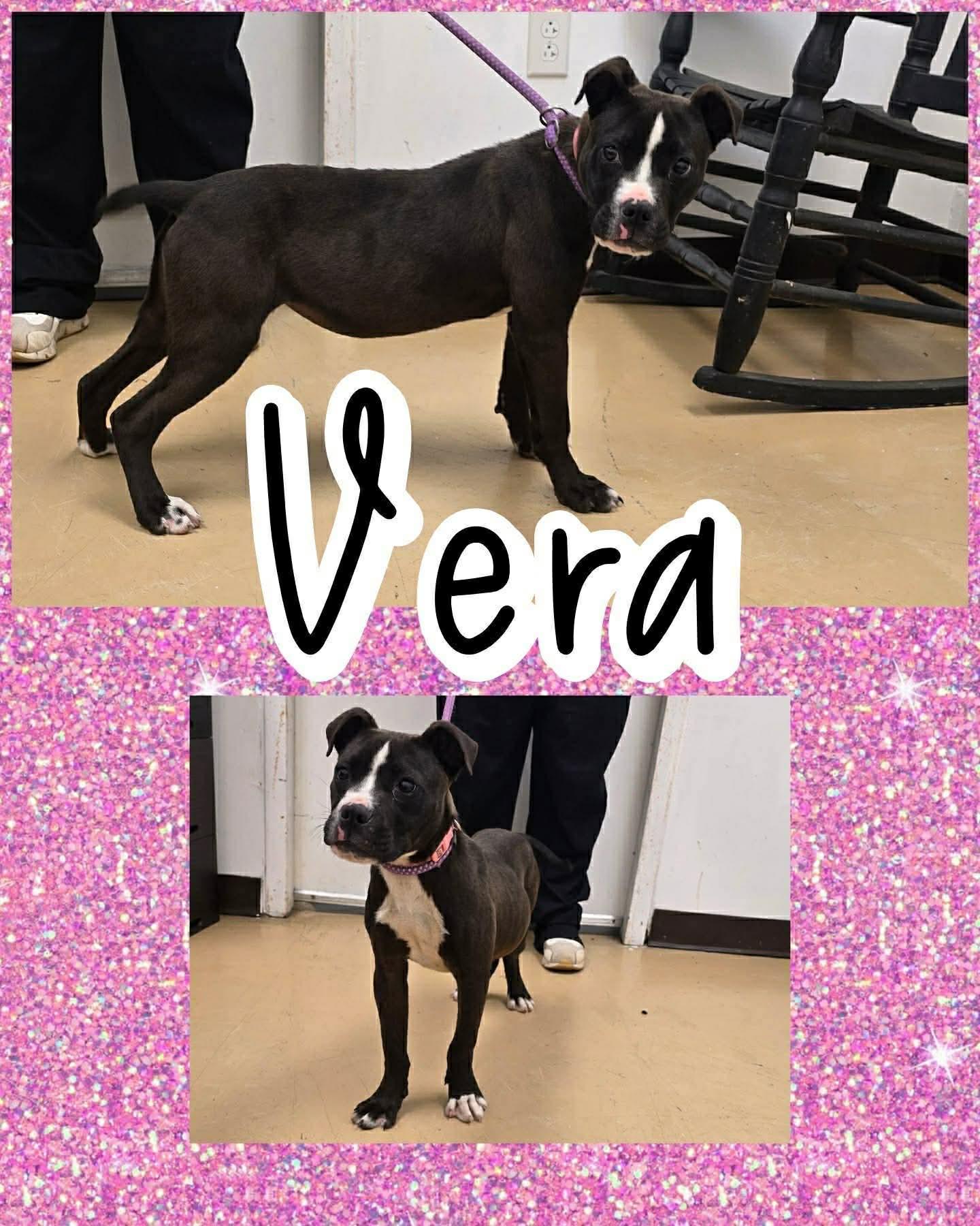 Vera, ADOPTABLE, Young Female Pit Bull Terrier.