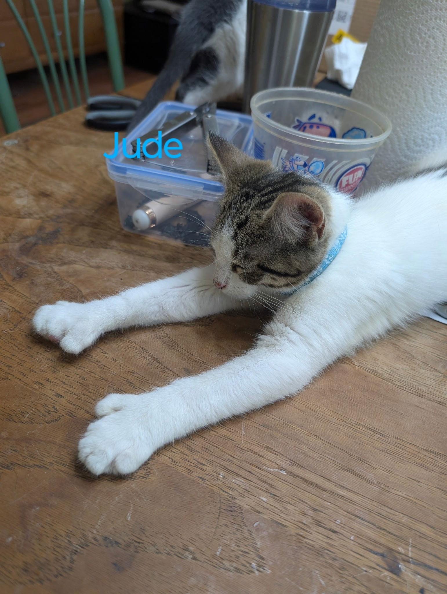 Jude, Adoptable, Young Male Domestic Short Hair.