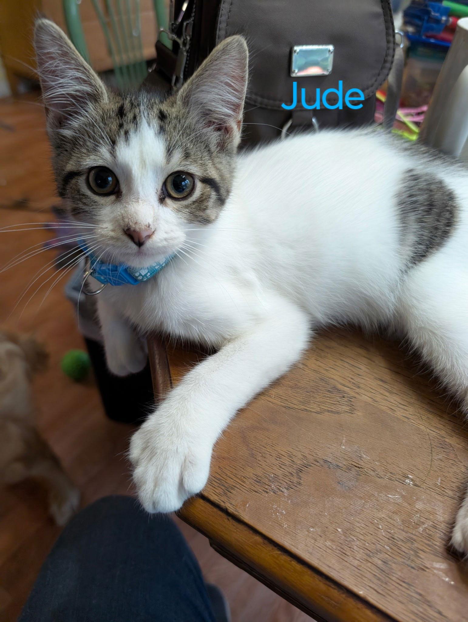 Jude, a Adoptable Domestic Short Hair in Niles, MI image 2/2