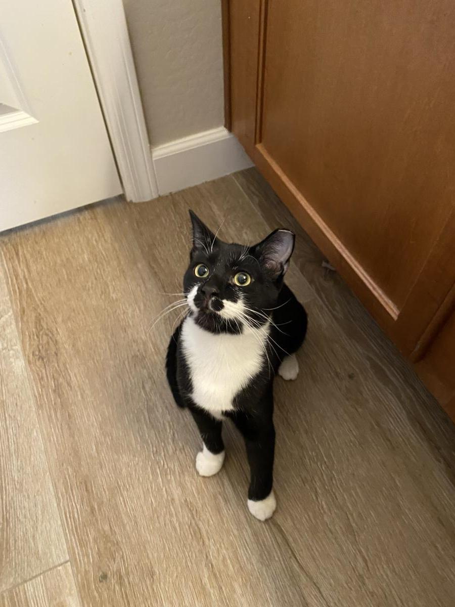 Enlarge Jj Fluffertons, a Adoptable Domestic Short Hair in Chandler, AZ image 1/3