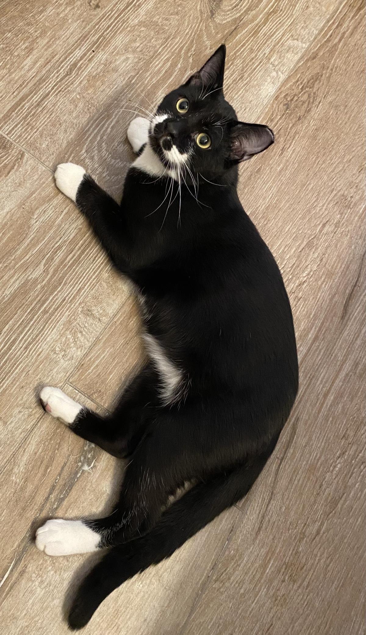 Enlarge Jj Fluffertons, a Adoptable Domestic Short Hair in Chandler, AZ image 2/3