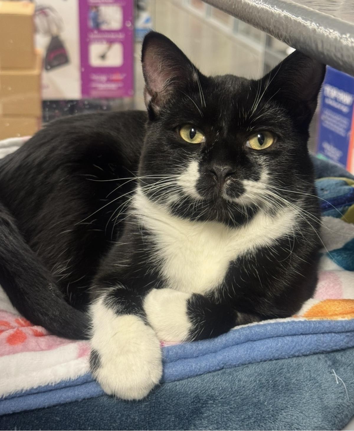 Enlarge Jj Fluffertons, a Adoptable Domestic Short Hair in Chandler, AZ image 3/3