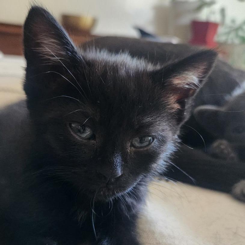 Oreo, Adoptable, Kitten Female Domestic Medium Hair.