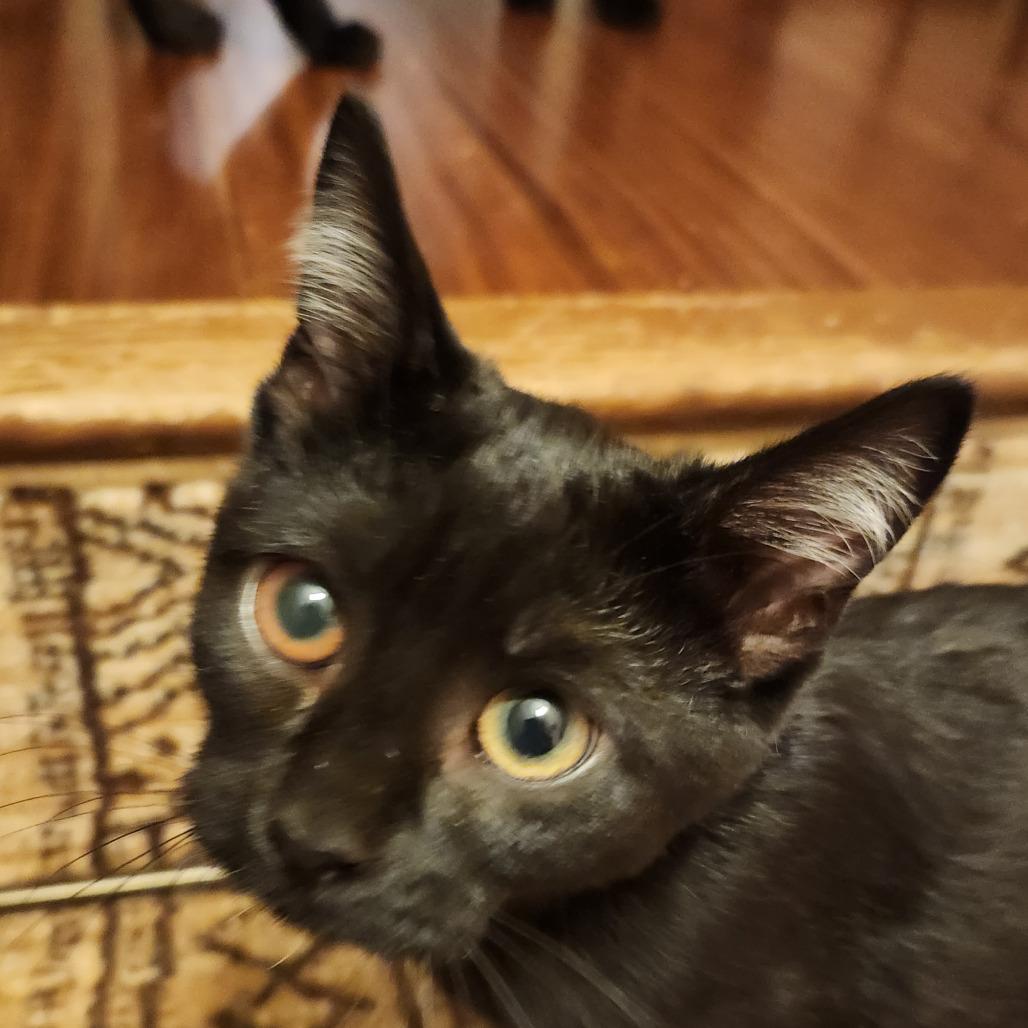 Enlarge Oreo, a Adoptable Domestic Medium Hair in Stagecoach, NV image 2/3
