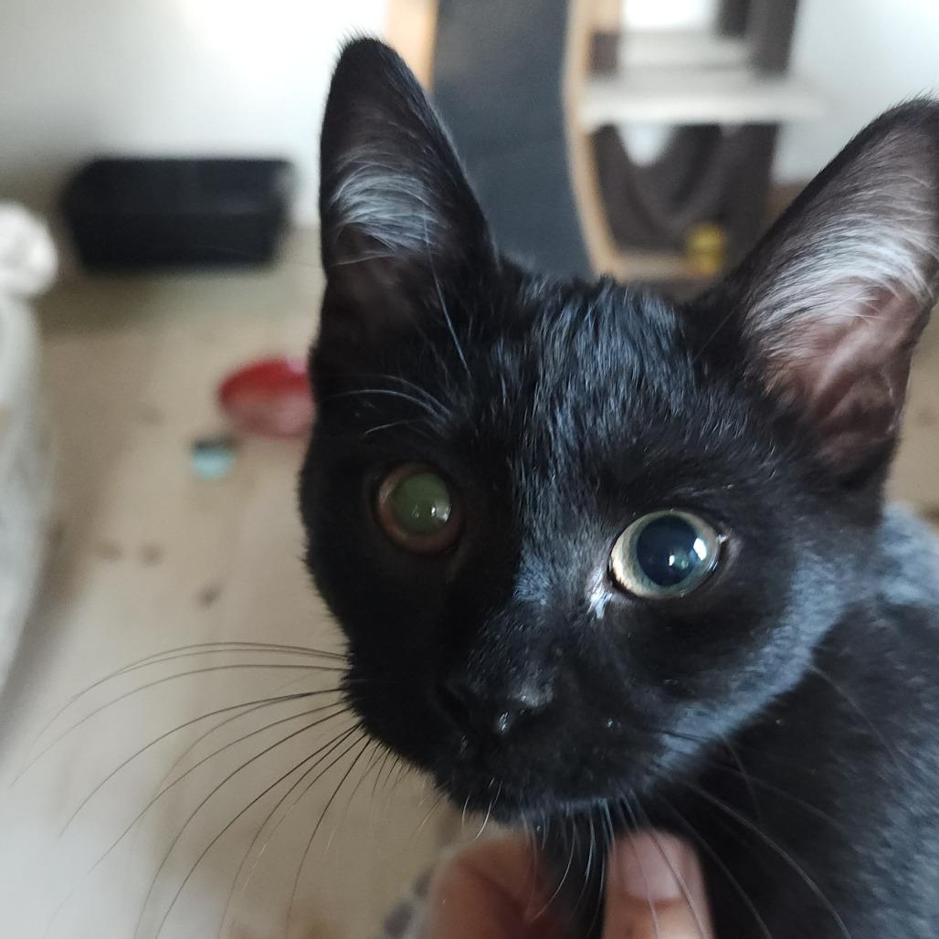 Enlarge Oreo, a Adoptable Domestic Medium Hair in Stagecoach, NV image 3/3