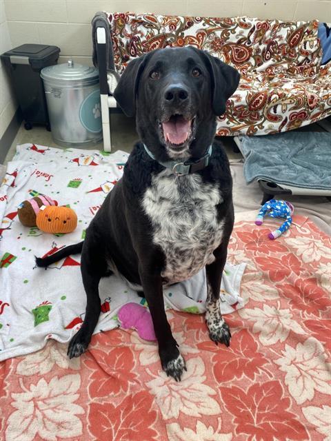 CASH, Adoptable, Adult Male Labrador Retriever & Australian Shepherd.