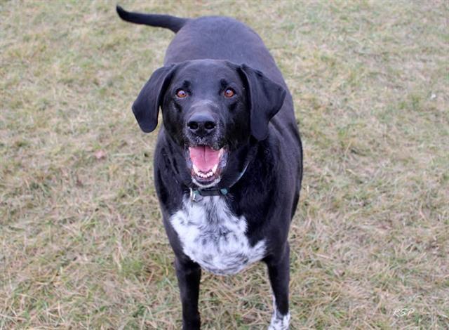 Enlarge CASH, a Adoptable mixed breed in Fort Wayne, IN image 1/1
