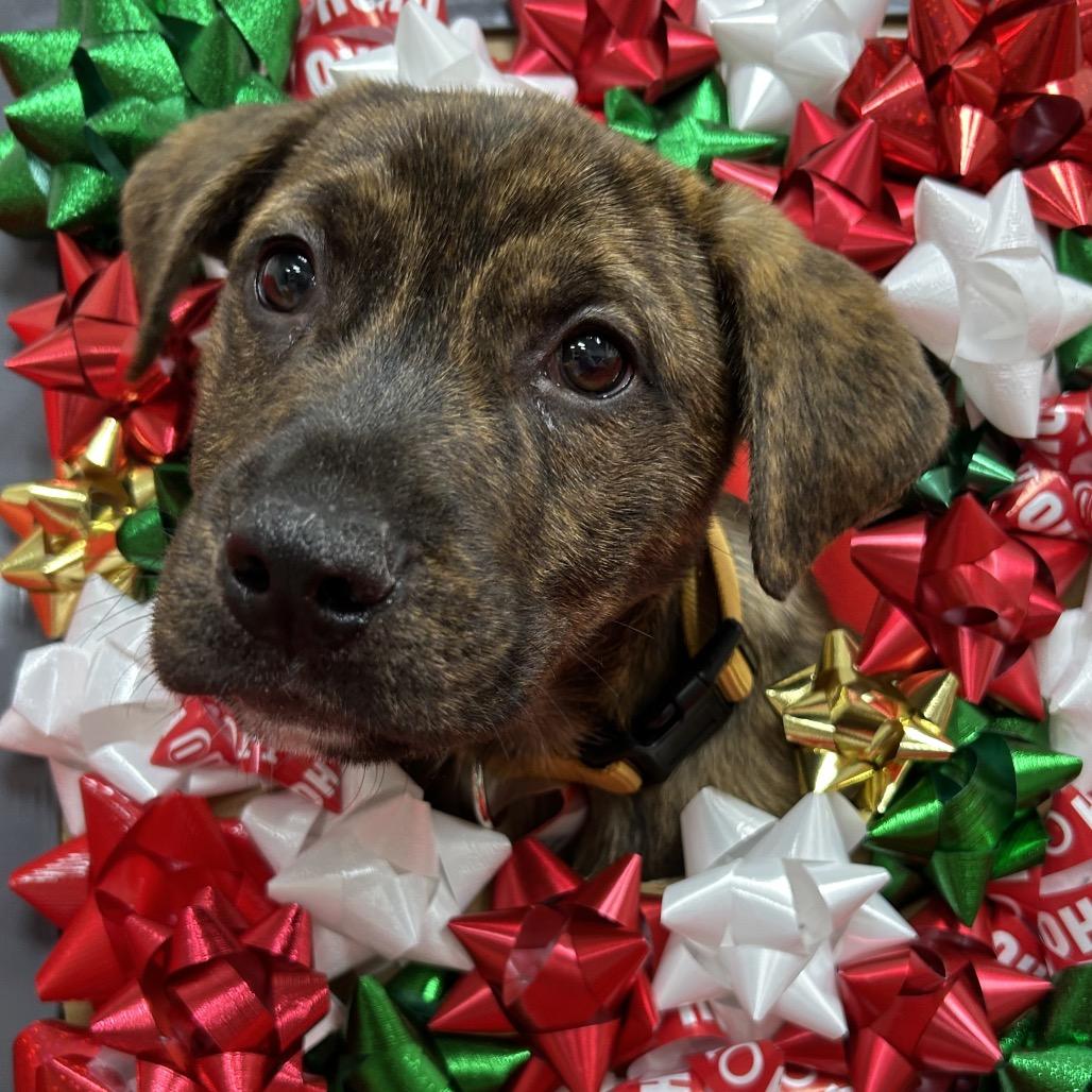 Enlarge 962 (2025) Rowen, a Adoptable mixed breed in Parker, CO image 1/6