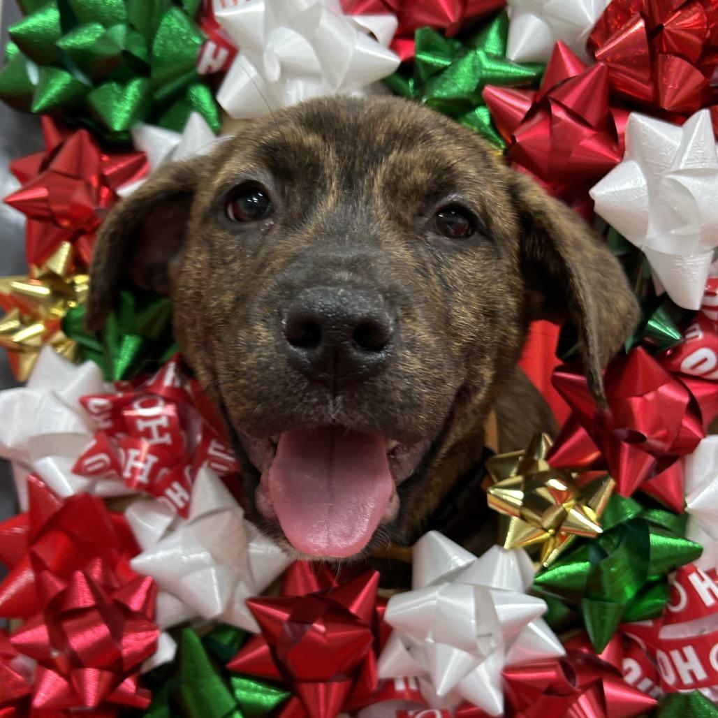 Enlarge 962 (2025) Rowen, a Adoptable mixed breed in Parker, CO image 2/6