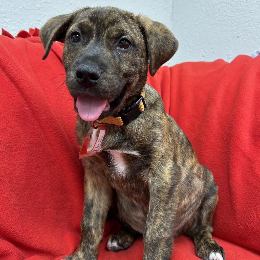 Enlarge 962 (2025) Rowen, a Adoptable mixed breed in Parker, CO image 4/6