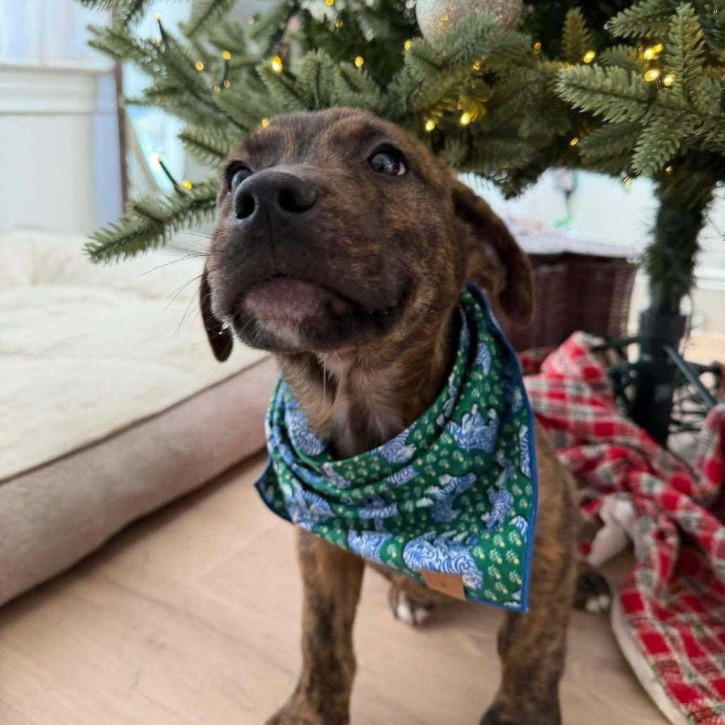 Enlarge 962 (2025) Rowen, a Adoptable mixed breed in Parker, CO image 5/6