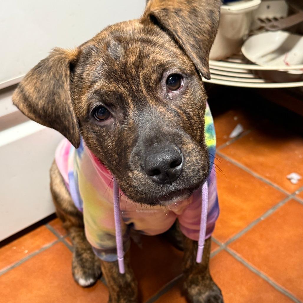 Enlarge 962 (2025) Rowen, a Adoptable mixed breed in Parker, CO image 6/6