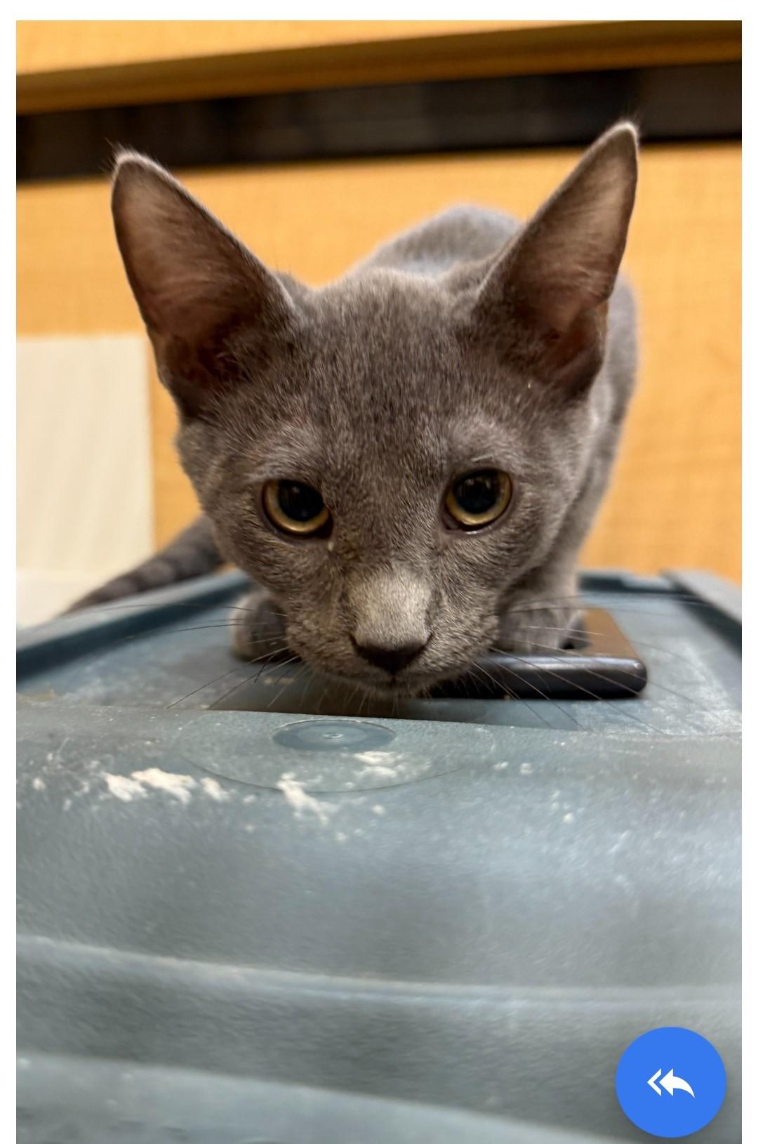 Kalman WA14041-T, Adoptable, Kitten Male Russian Blue.