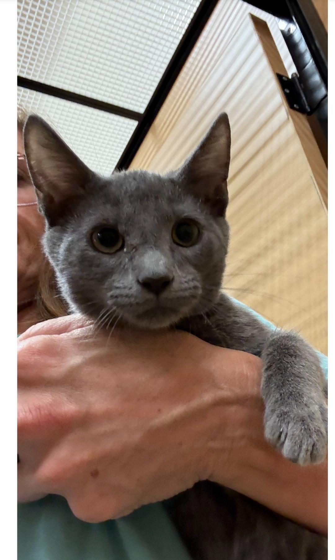 Enlarge Kalman WA14041-T, a Adoptable mixed breed in Bellevue, WA image 2/2