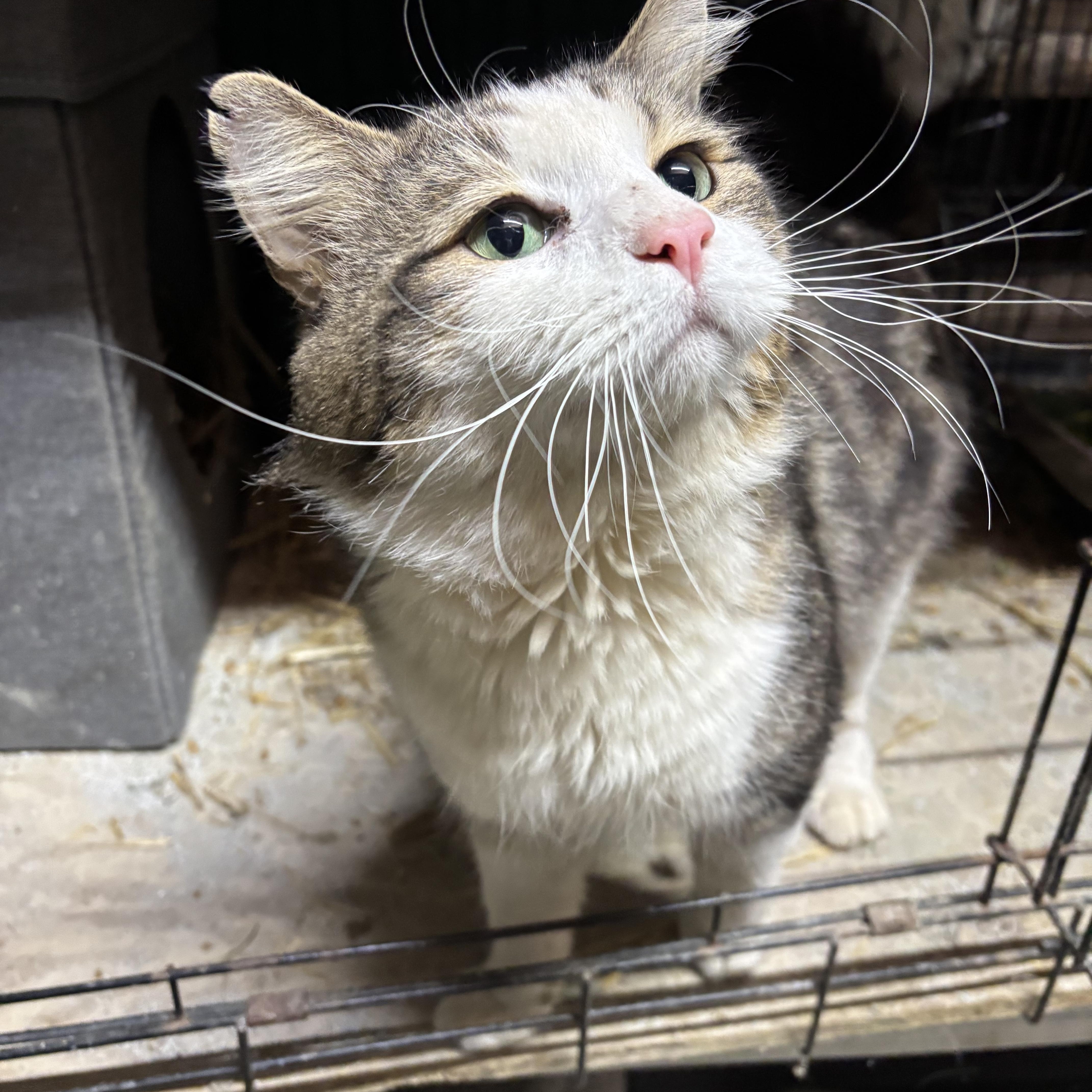 Enlarge Bowie, a ADOPTABLE Domestic Long Hair in Concord, NC image 3/5
