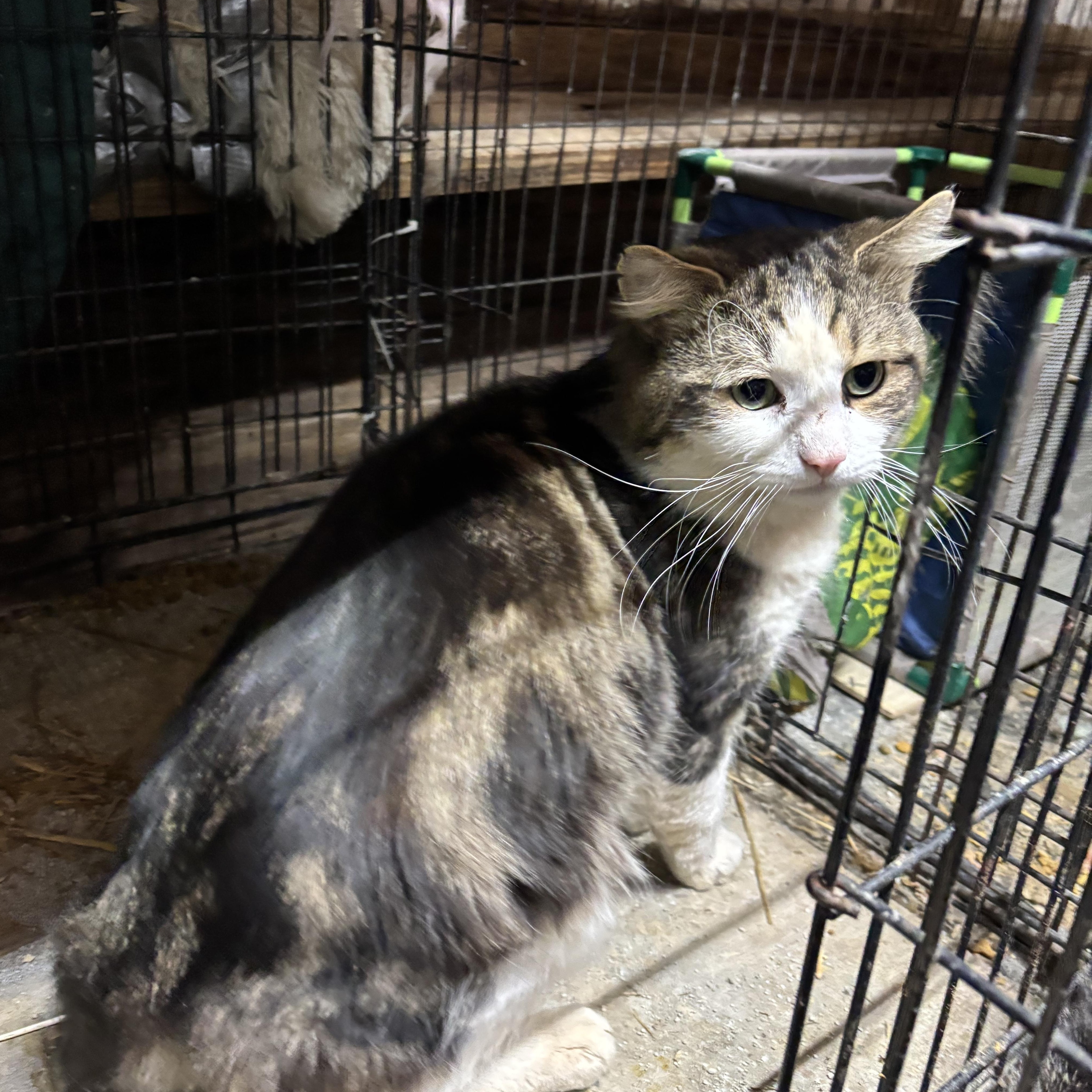 Enlarge Bowie, a ADOPTABLE Domestic Long Hair in Concord, NC image 5/5