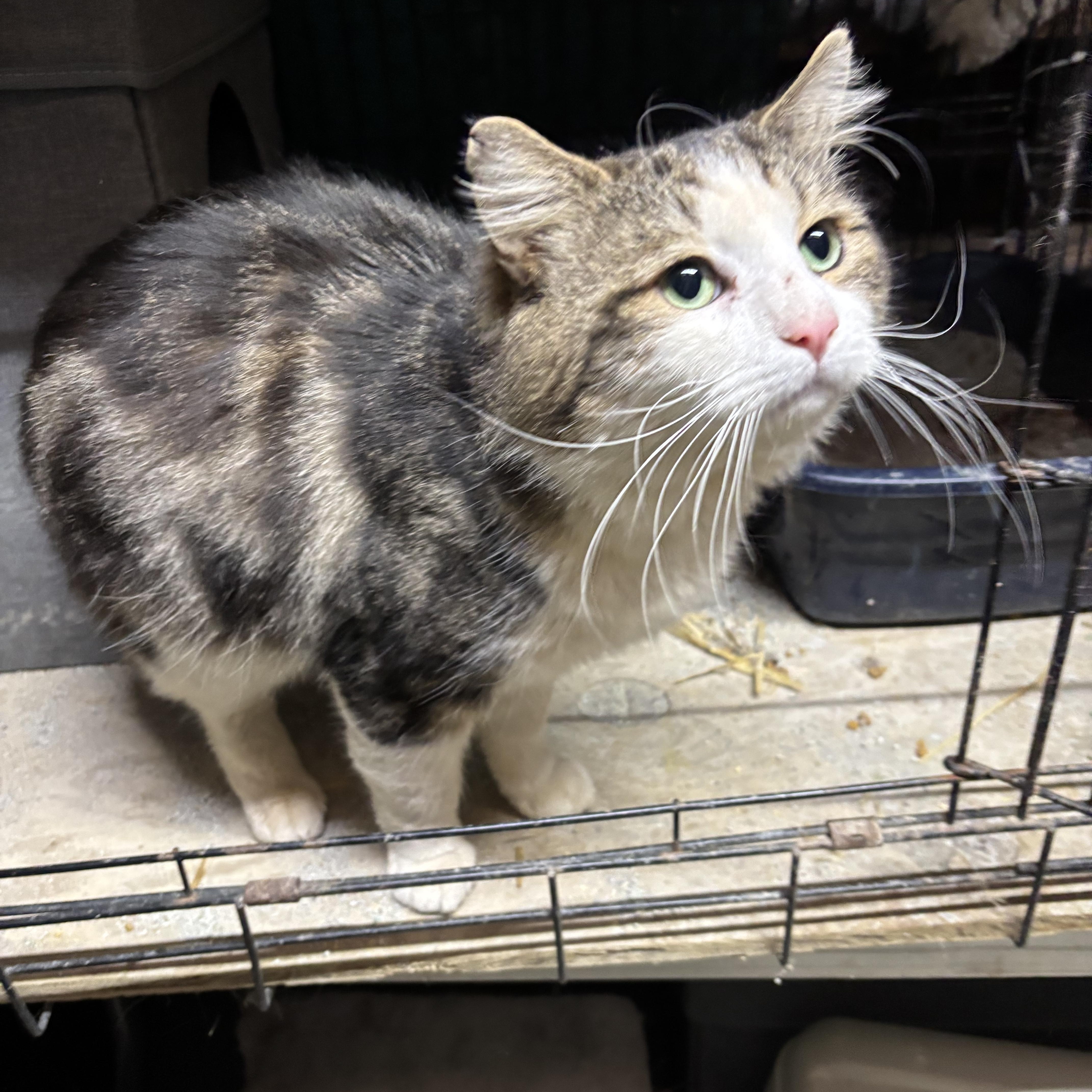 Enlarge Bowie, a ADOPTABLE Domestic Long Hair in Concord, NC image 2/5