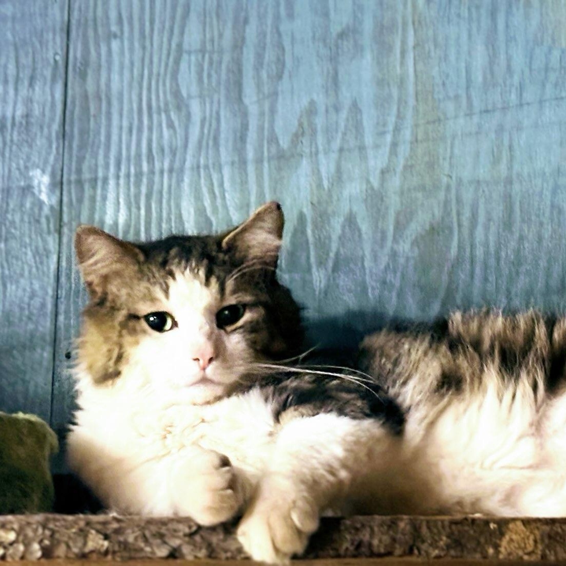 Bowie, ADOPTABLE, Adult Male Domestic Long Hair.