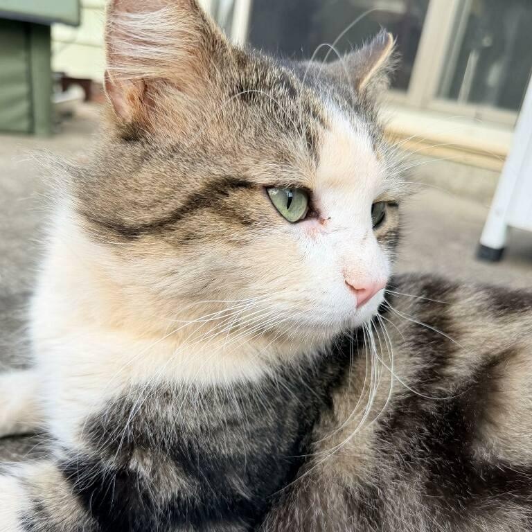 Enlarge Bowie, a ADOPTABLE Domestic Long Hair in Concord, NC image 1/5