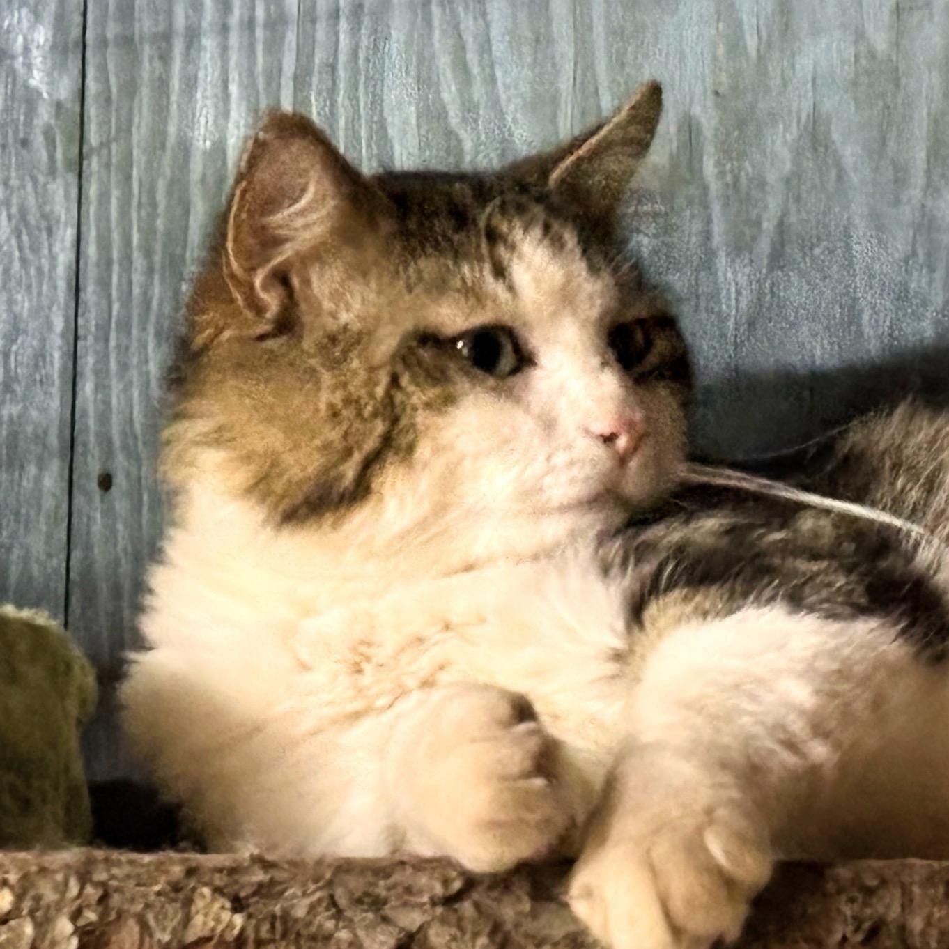 Enlarge Bowie, a ADOPTABLE Domestic Long Hair in Concord, NC image 5/6