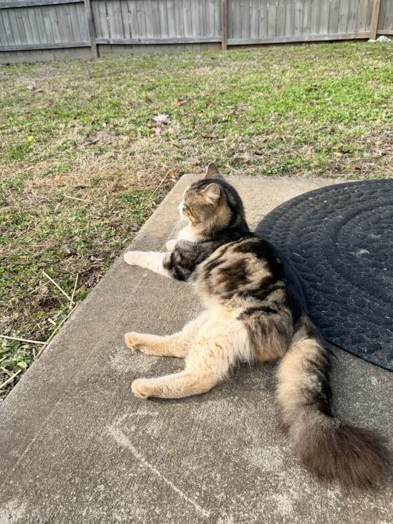 Enlarge Bowie, a ADOPTABLE Domestic Long Hair in Concord, NC image 4/5