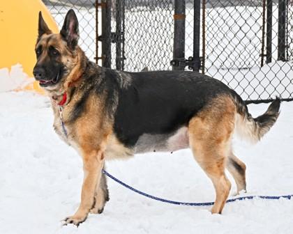 Gigi, Adoptable, Adult Female German Shepherd Dog & Mixed Breed.