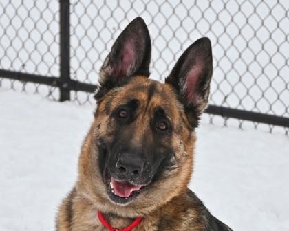 Enlarge Gigi, a Adoptable mixed breed in West Seneca, NY image 2/2