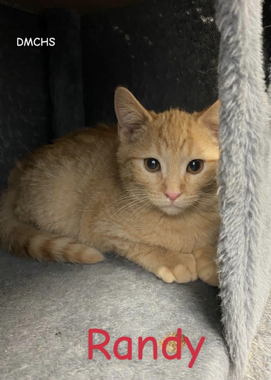 Randy, Adoptable, Young Male Domestic Short Hair.