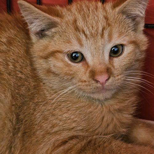 Randy, Adoptable, Young Male Domestic Short Hair.