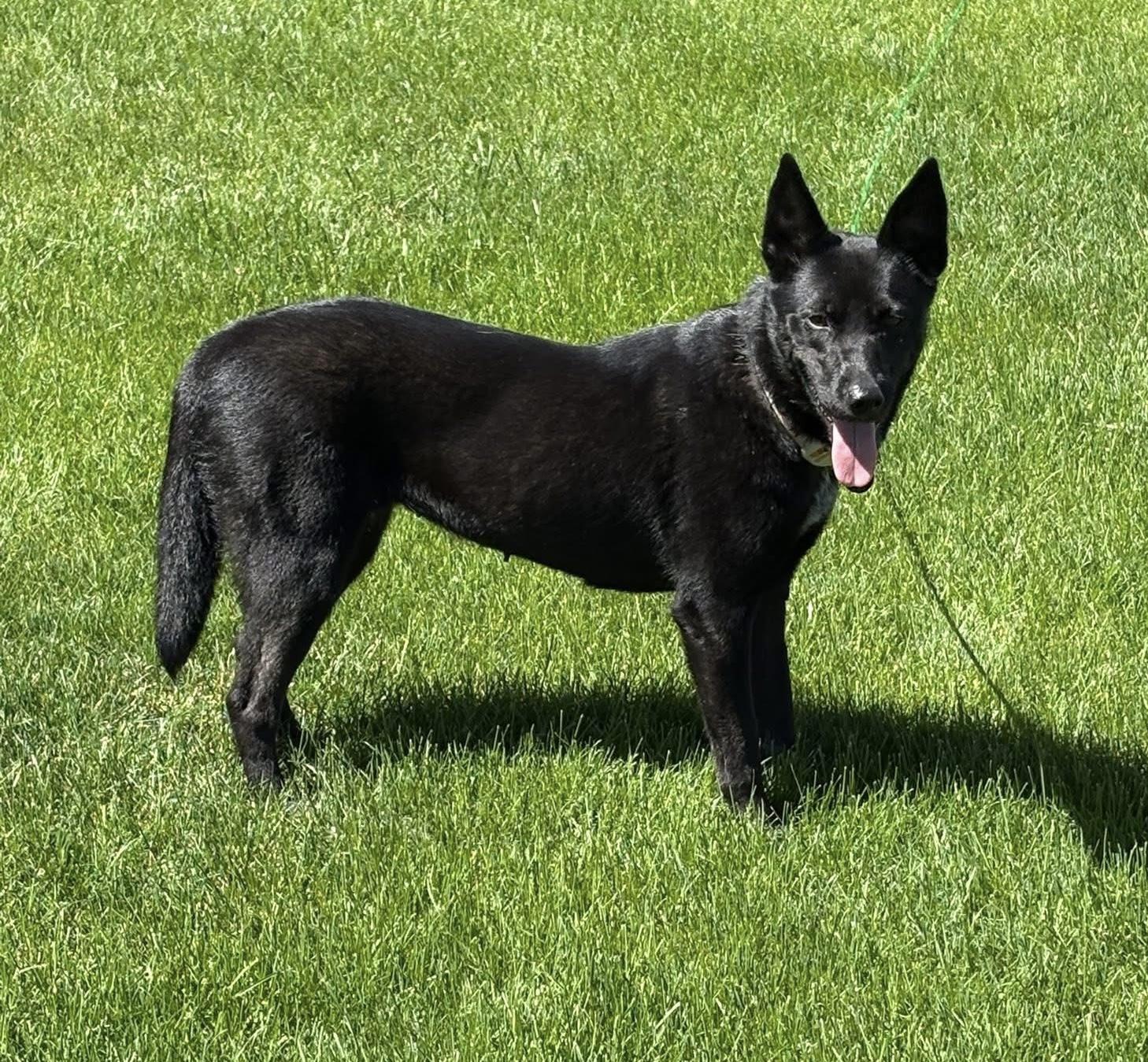 Brookie, ADOPTABLE, Young Female Shepherd.