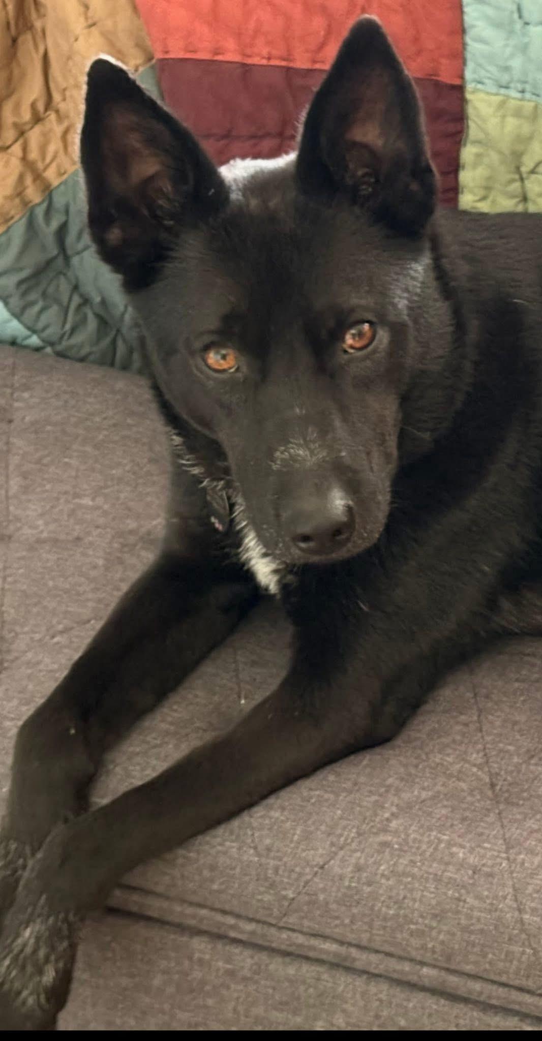 Enlarge Brookie, a ADOPTABLE mixed breed in McHenry, IL image 2/4