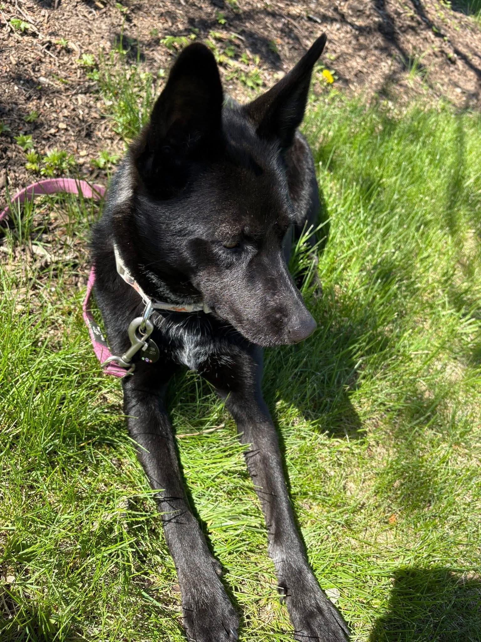 Enlarge Brookie, a ADOPTABLE mixed breed in McHenry, IL image 4/4