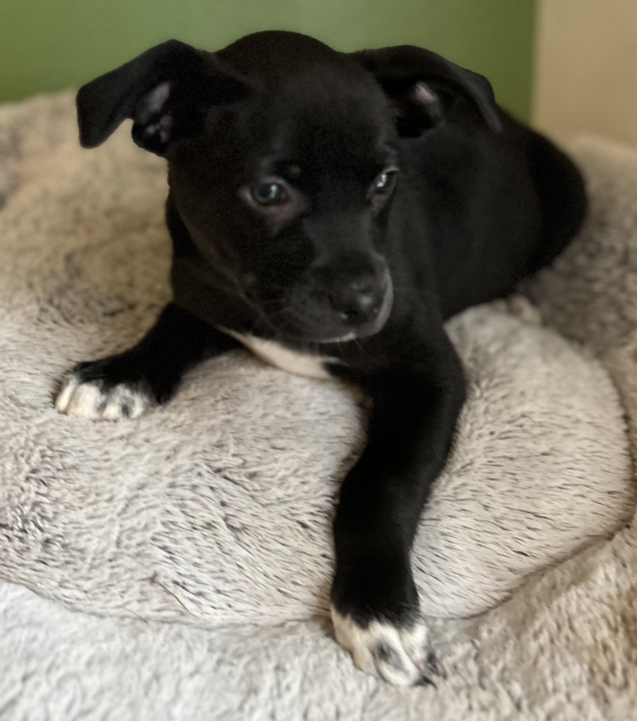 Holly, ADOPTABLE, Puppy Female Chihuahua.