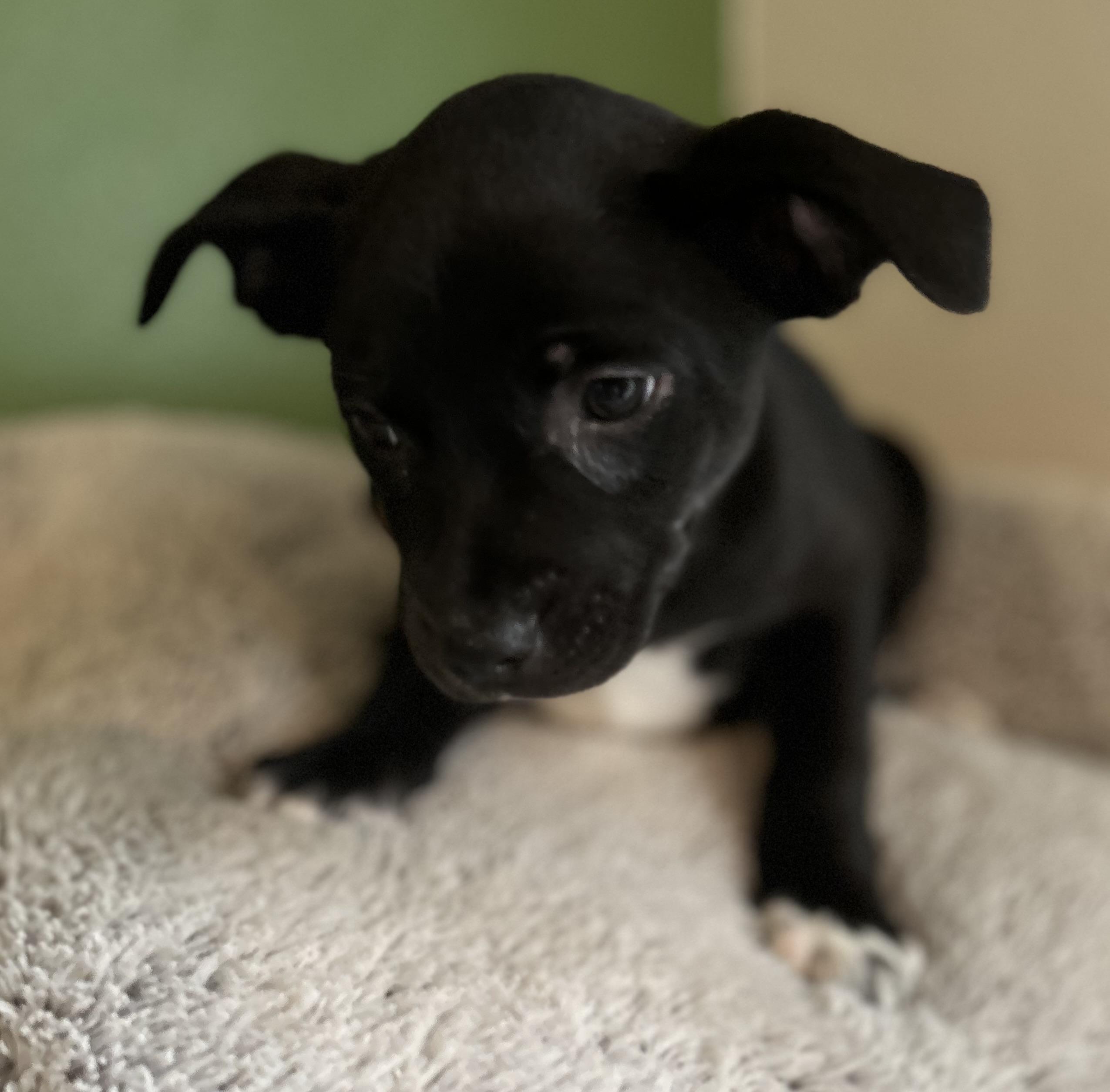 Enlarge Holly, a ADOPTABLE mixed breed in Tigard, OR image 4/5