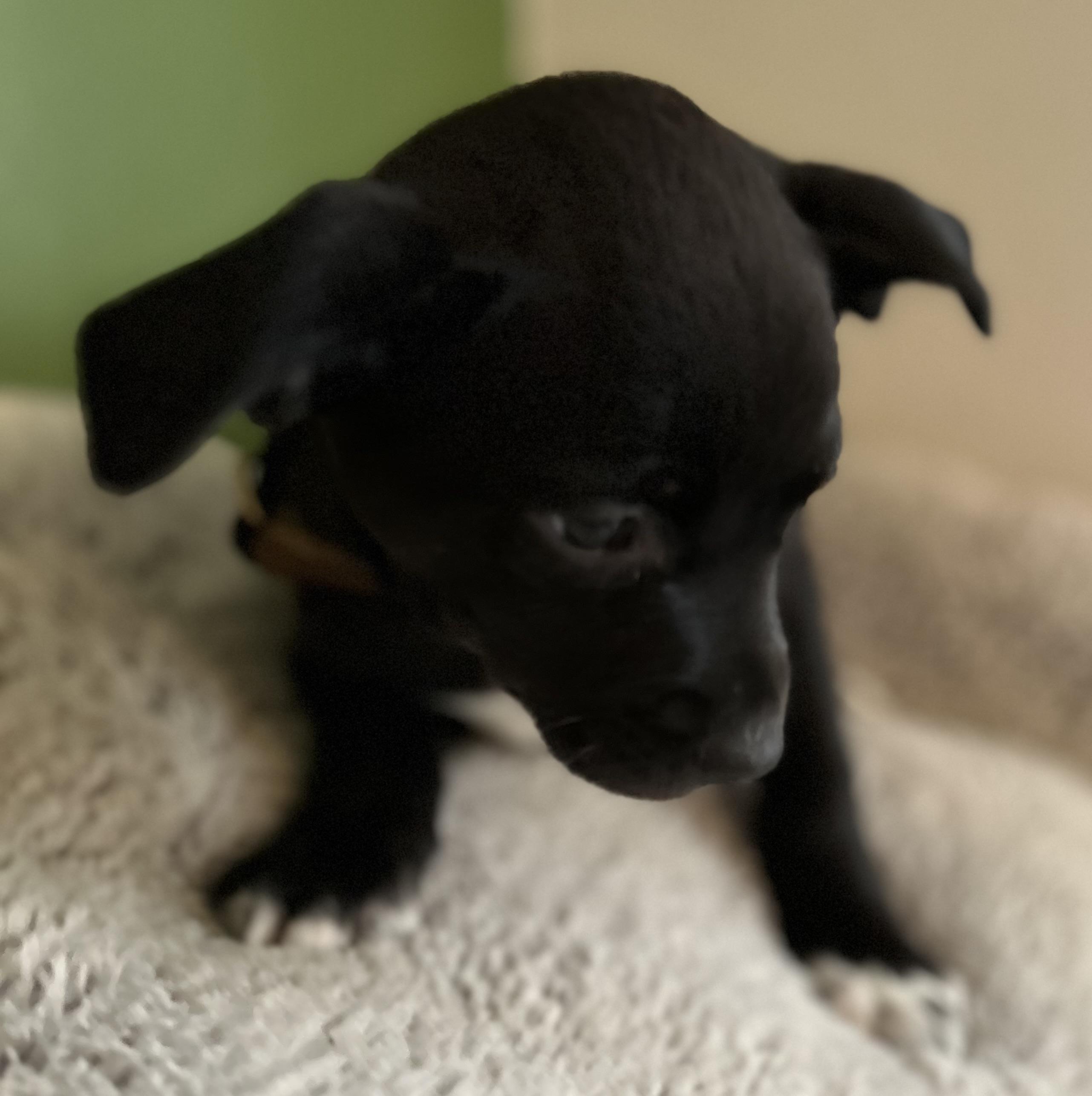 Enlarge Holly, a ADOPTABLE mixed breed in Tigard, OR image 5/5