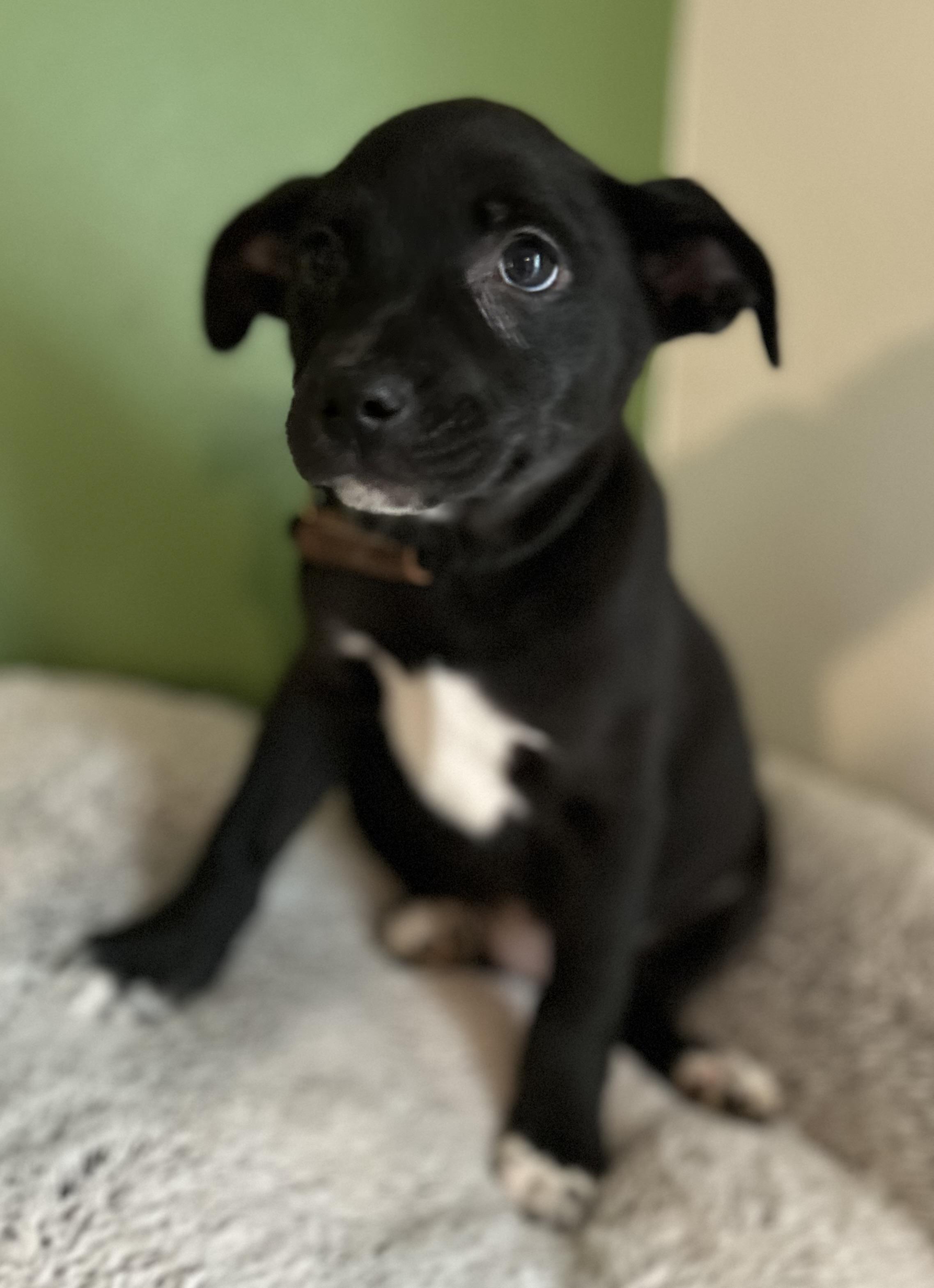 Enlarge Holly, a ADOPTABLE mixed breed in Tigard, OR image 2/5