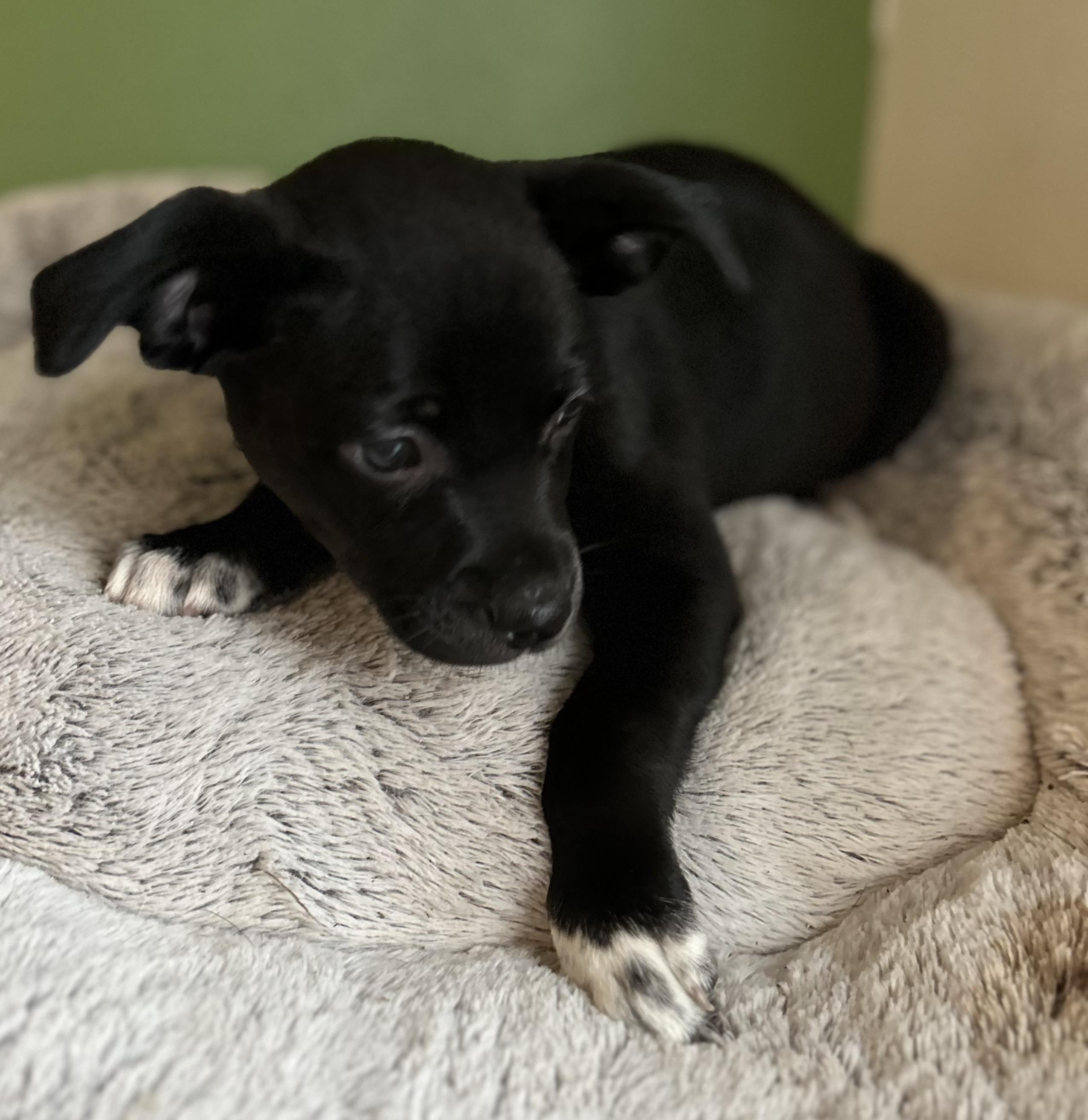 Enlarge Holly, a ADOPTABLE mixed breed in Tigard, OR image 3/5